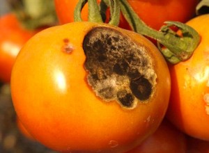 Alternarioză pe tomate