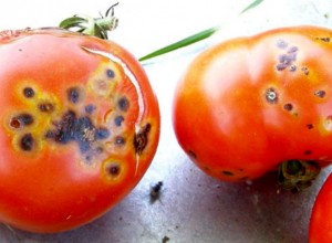 Cicatricele pătării pustulare rămase pe tomate mature