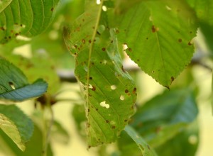 Frunze de cireș ciuruite (în iunie)