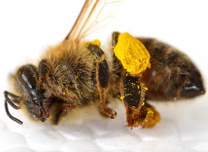 Albină moartă