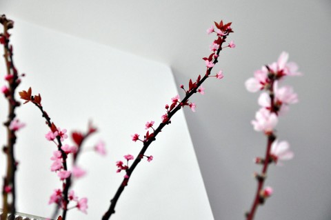 Ramuri de prun şi piersic înflorite în casă, la începutul lui martie: o splendoare!