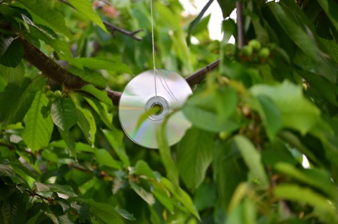 Un compact-disk bine poziționat alungă păsările pofticioase