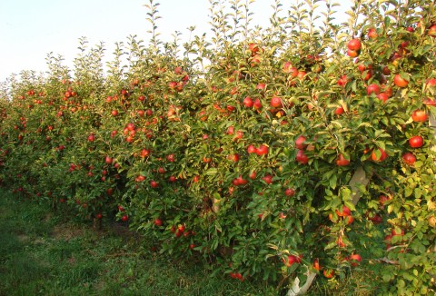 Gard fructifer din măr Idared