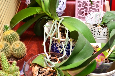 Orhideea phalaenopsis este o epifită.