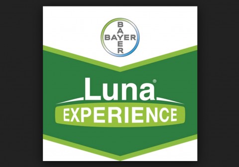 Luna Experience