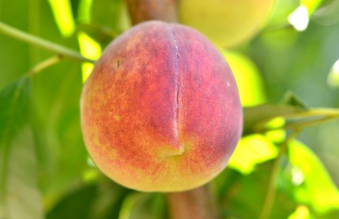 Epiderma piersicii este pubescentă