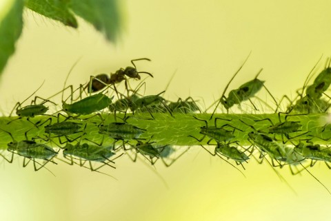 Păduchele verde al piersicului
