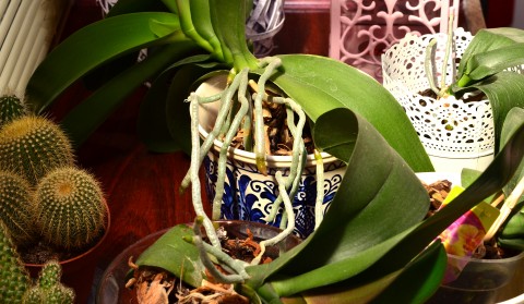 Rădăcini de orhidee care nu mai încap în ghiveci