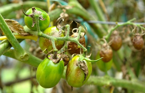 fast rupture Get used to Protejarea tomatelor împotriva manei cu sârmă şi monede de cupru | Paradis  Verde