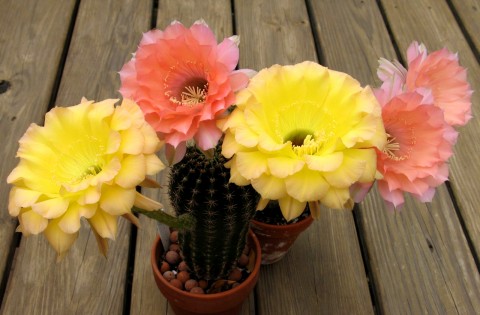 Cactus Echinopsis înflorit
