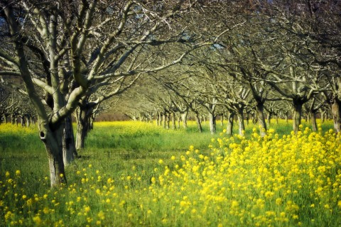 O frumoasă livadă de nuc