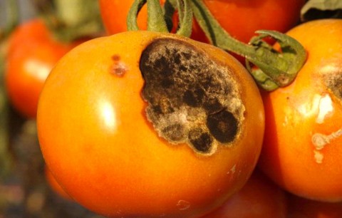 Alternarioză pe tomate