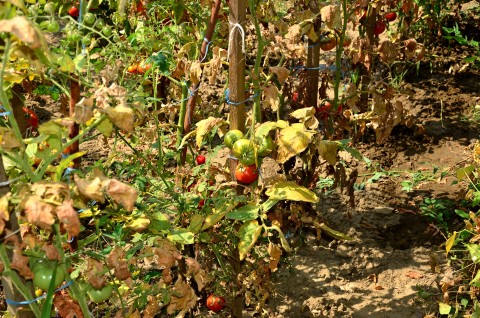 fast rupture Get used to Protejarea tomatelor împotriva manei cu sârmă şi monede de cupru | Paradis  Verde