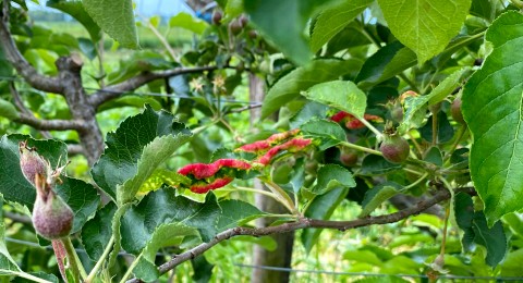 Frunze de măr bășicate și înroșite