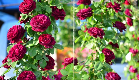 Trandafir urcător Doctor Jamain