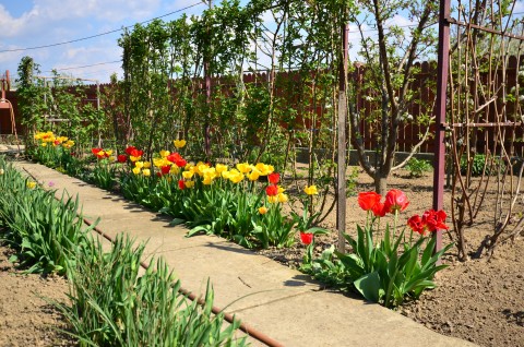 Grădină primăvara