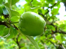 Măr de 2 - 2,5 cm diametru