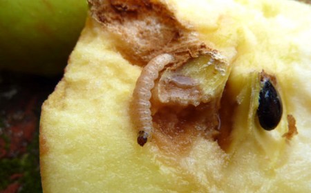 Viermele mărului, larva