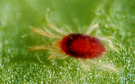 Păianjenul roşu: adult