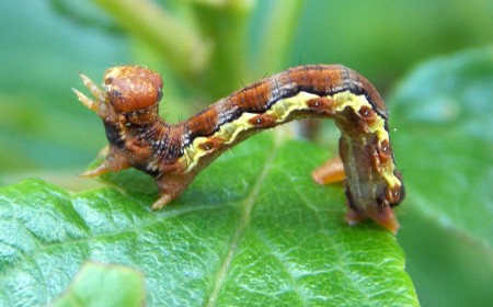 Larva cotar
