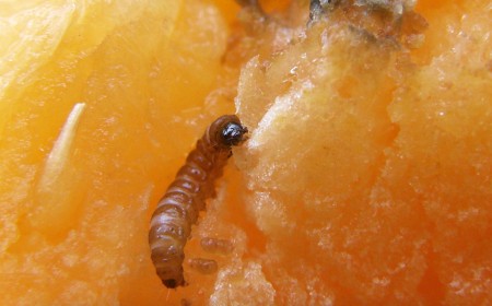 Larva moliei orientale a piersicului într-o piersică
