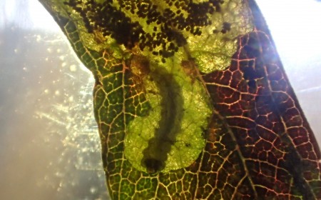 Larva minierului circular, bine ascunsă în miezul frunzei