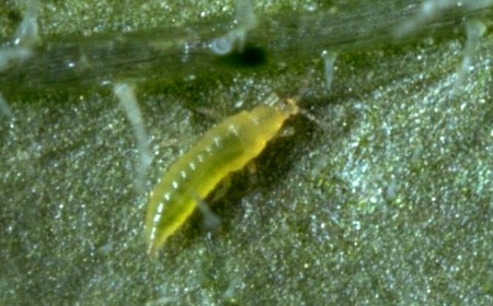 Larva tripsului californian