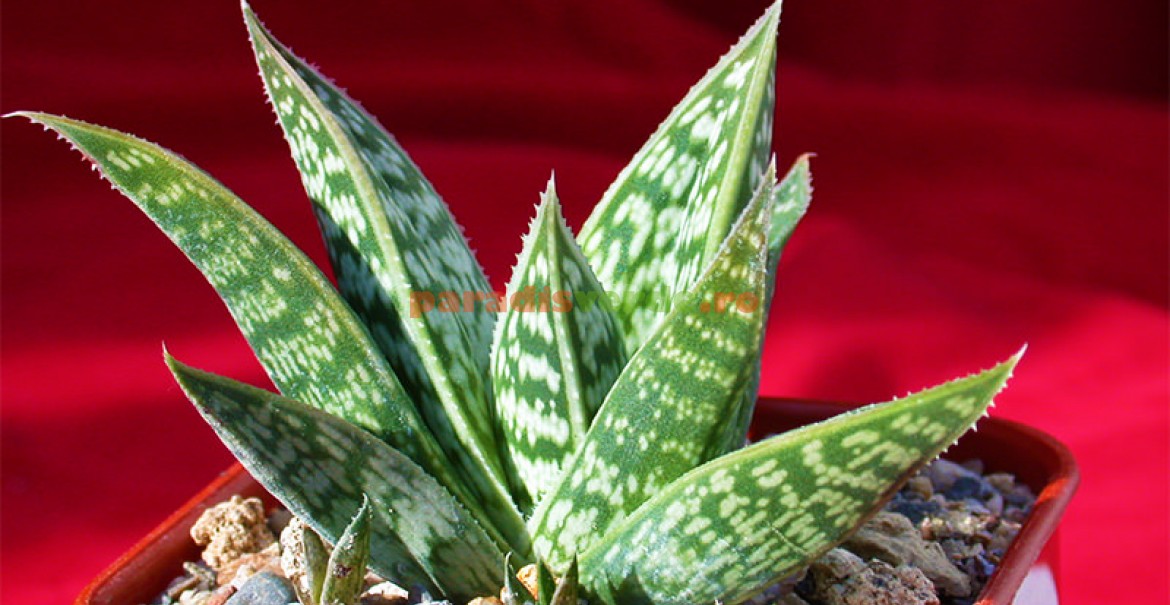 Aloe sladeniana