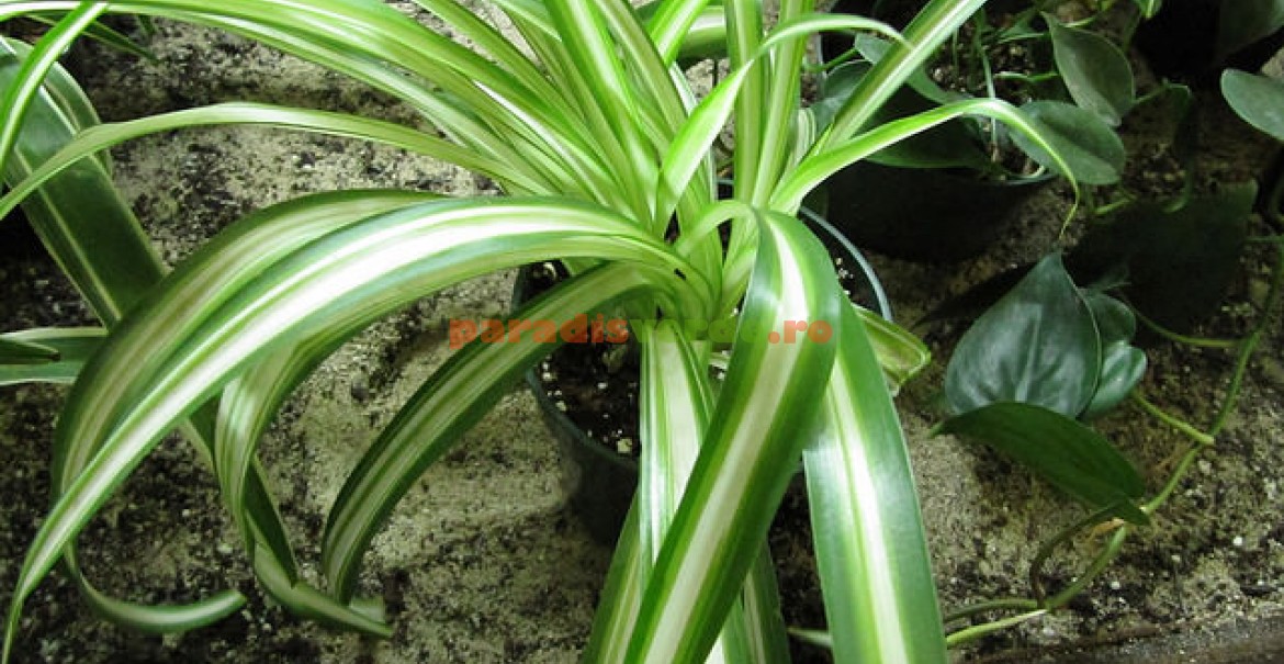 Chlorophytum sau Planta păianjen