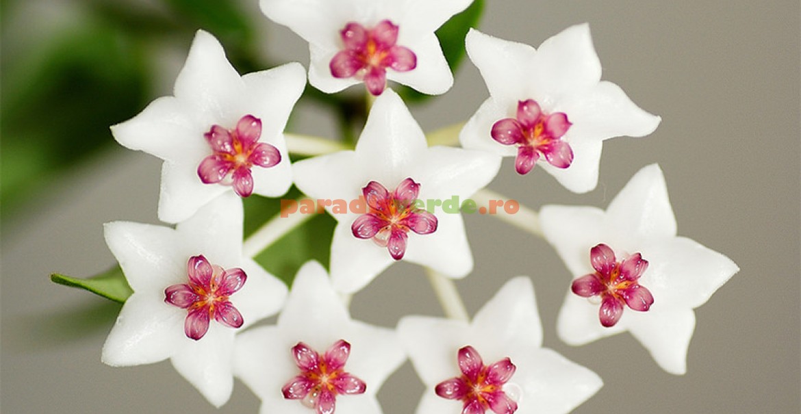 Floarea-de-porțelan (Hoya bella)