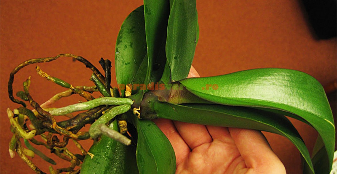 De Ce Se Ingalbenesc Frunzele La Orhidee Cum transplantăm orhideea? | Paradis Verde