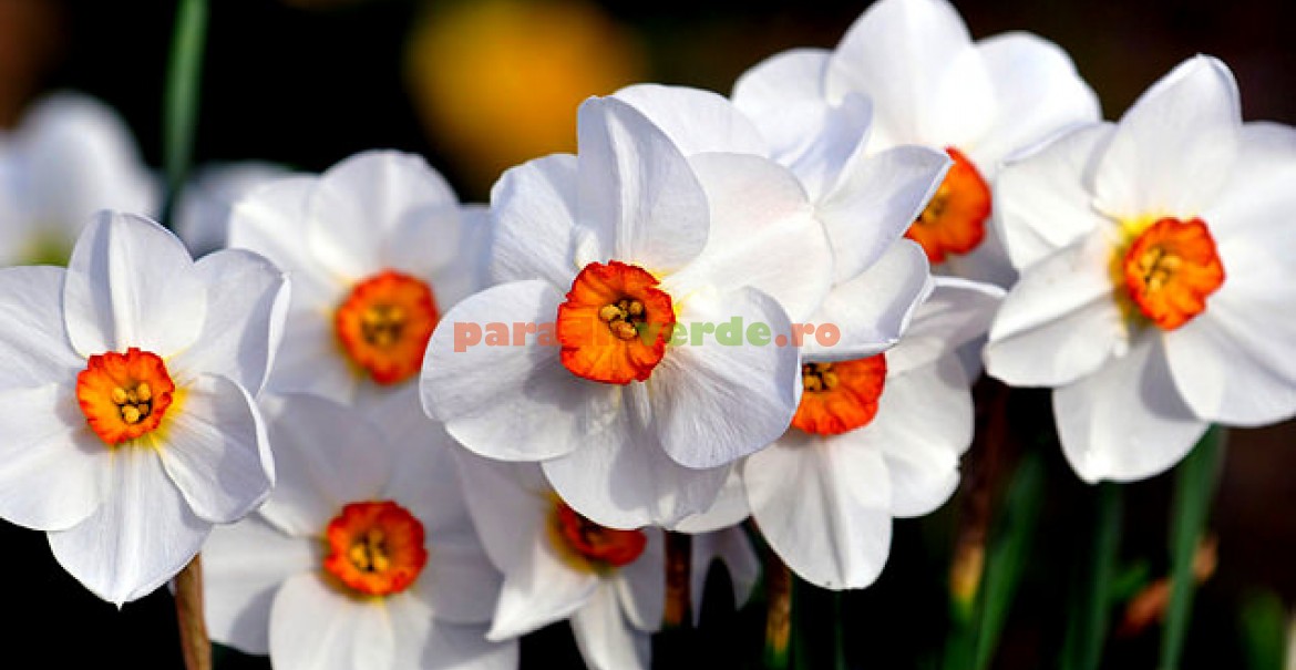 Narcise albe