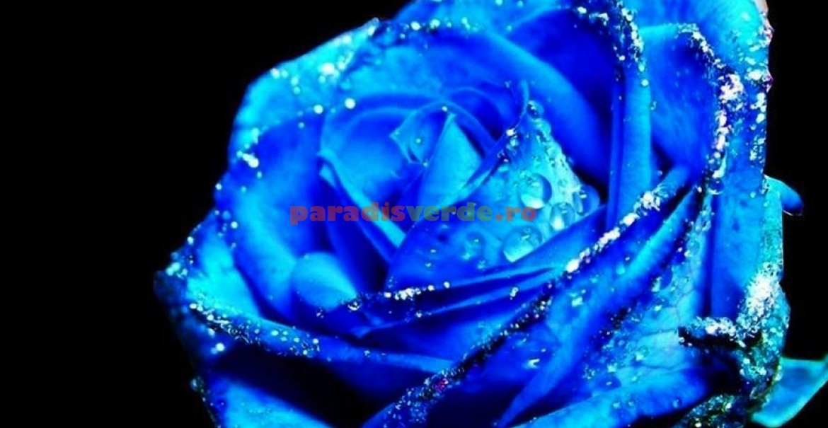 Un splendid trandafir albastru obţinut în ...Photoshop!