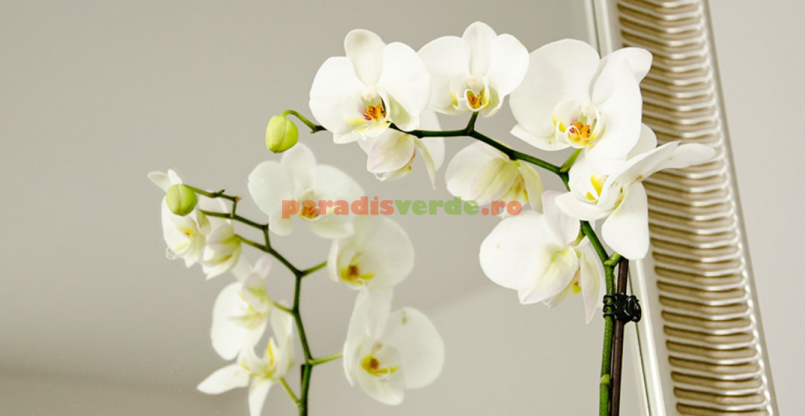 Credential let's do it Optimal 9 reguli pentru udarea corectă a orhideelor | Paradis Verde