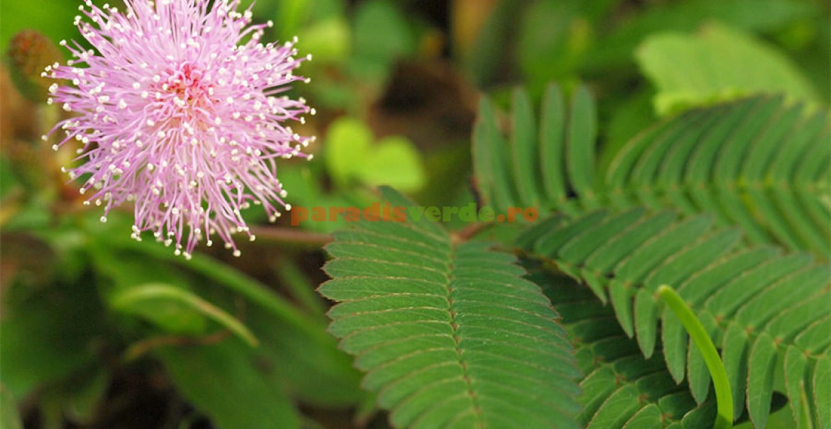 Simţitoarea, Mimoză | Paradis Verde