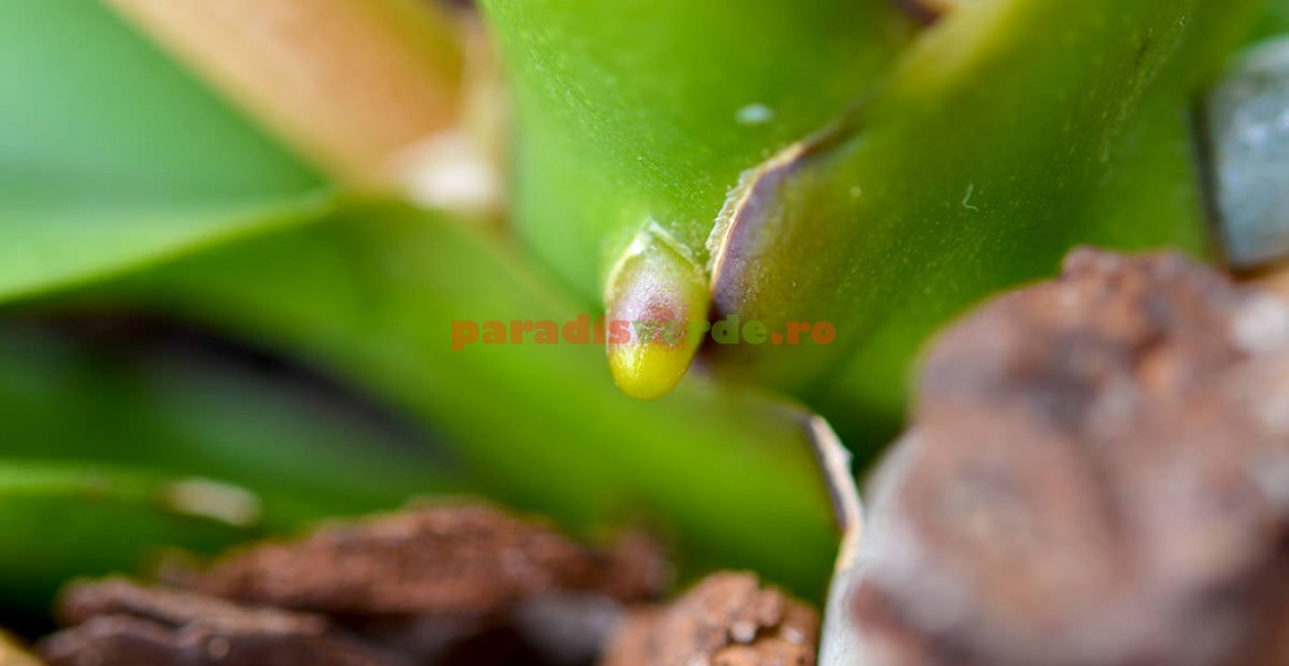 O nouă rădăcină pe tulpina orhideei, semn că planta e sănătoasă şi are „planuri” de dezvoltare.