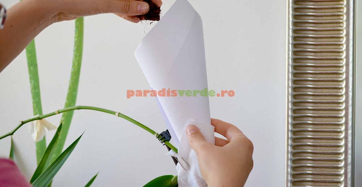 Pentru a umple săculeţii cu turbă, vă puteţi folosi de un con de hârtie.