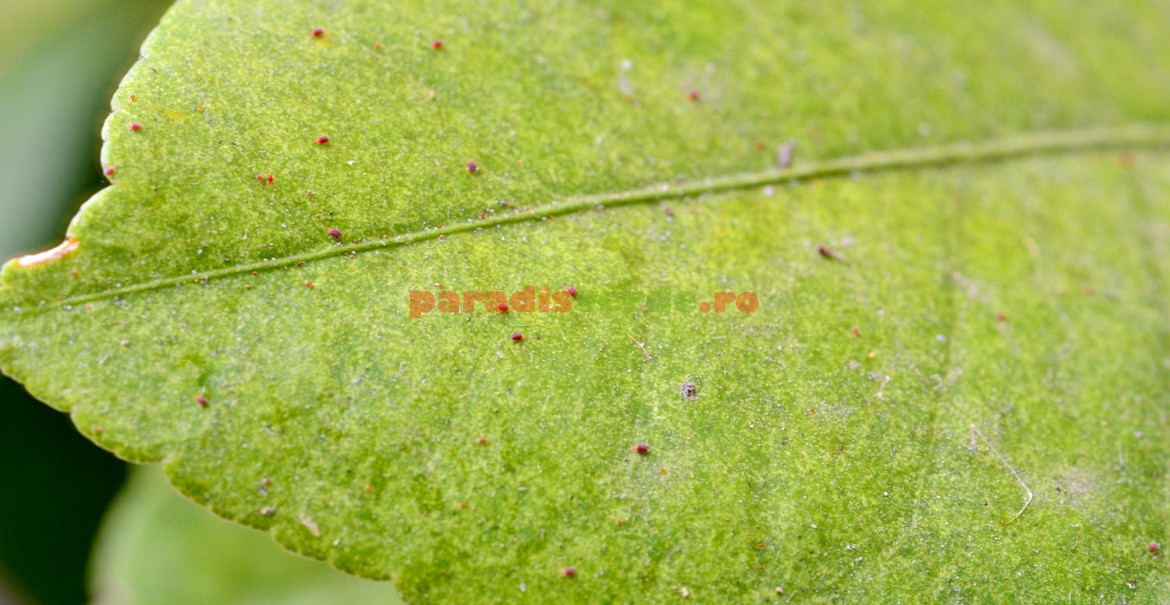 <p>
	Frunză de lăm&acirc;i infestată cu păianjeni roşii.</p>
