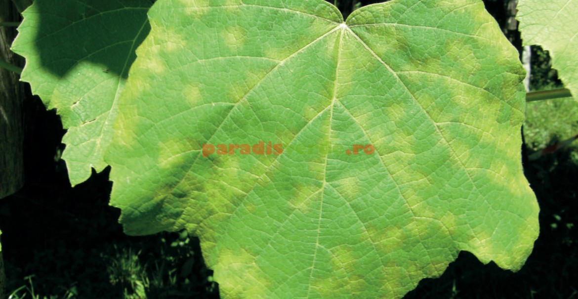 Leziuni pe suprafața frunzei, cauzate de infecțiile secundare de mană, în iulie