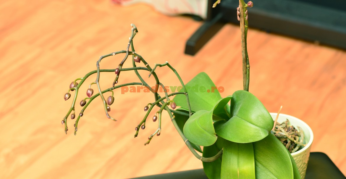 O orhidee eroină: două înfloriri pe aceeași tijă!