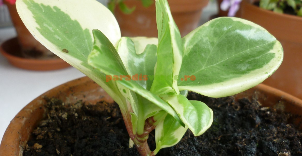Peperomia obtusifolia, Variegata