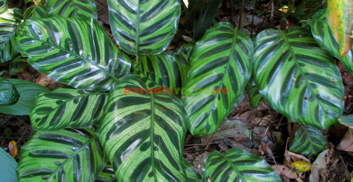 Calathea makoyana: cea mai răspândită specie