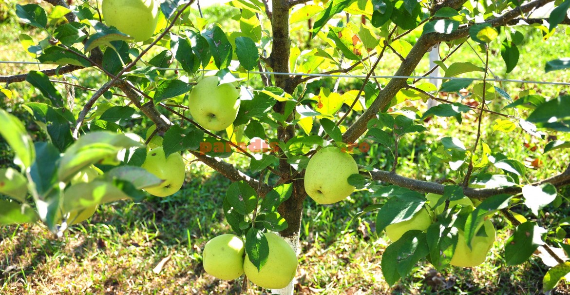 Culese în această fază, merele Golden Delicious vor rămâne verzi