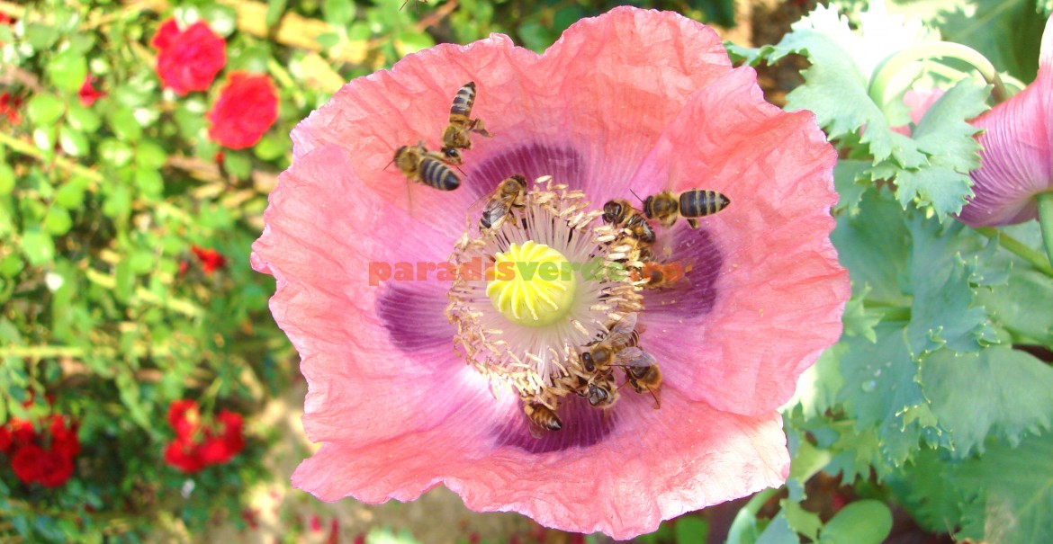 Florile de mac, foarte apreciate de albine