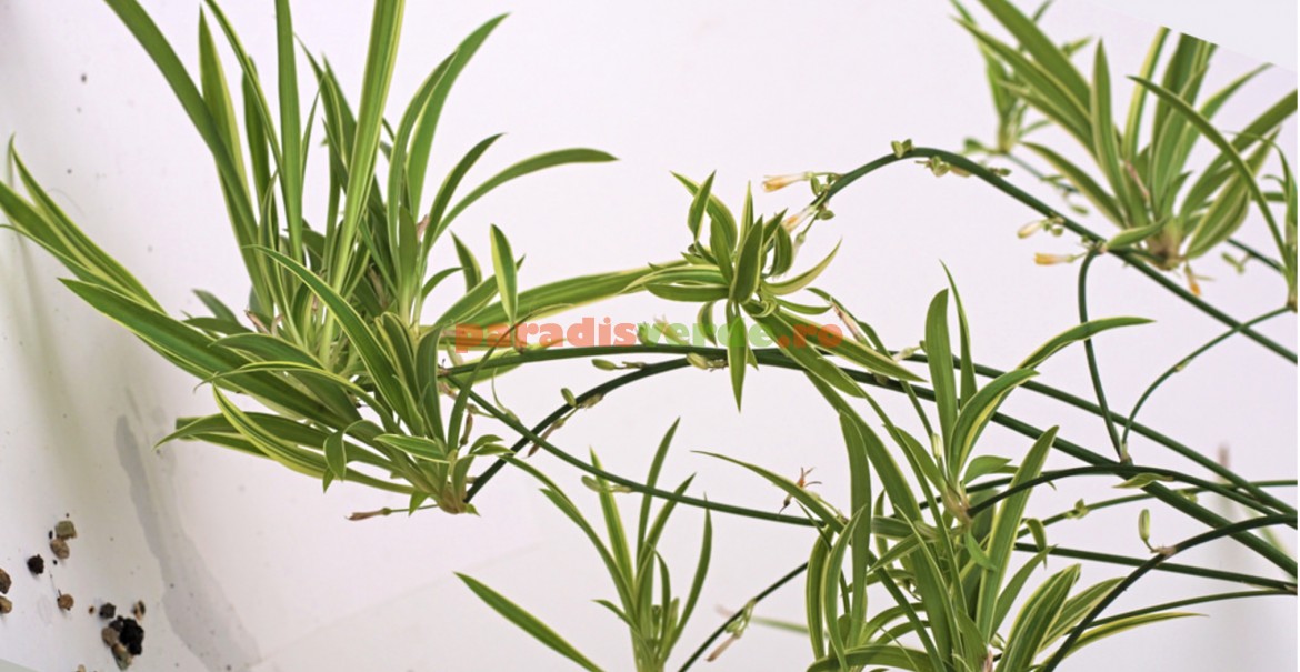 Voalul miresei (clorofitum)