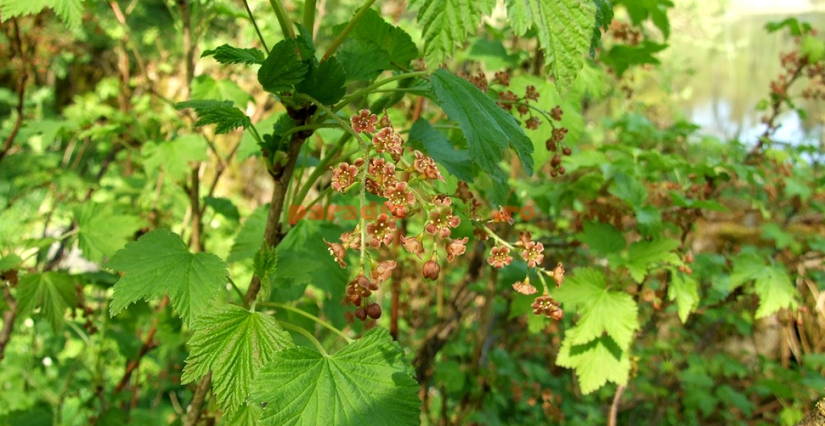 Remedii populare pentru prostatită folosind frunze de coacăz.