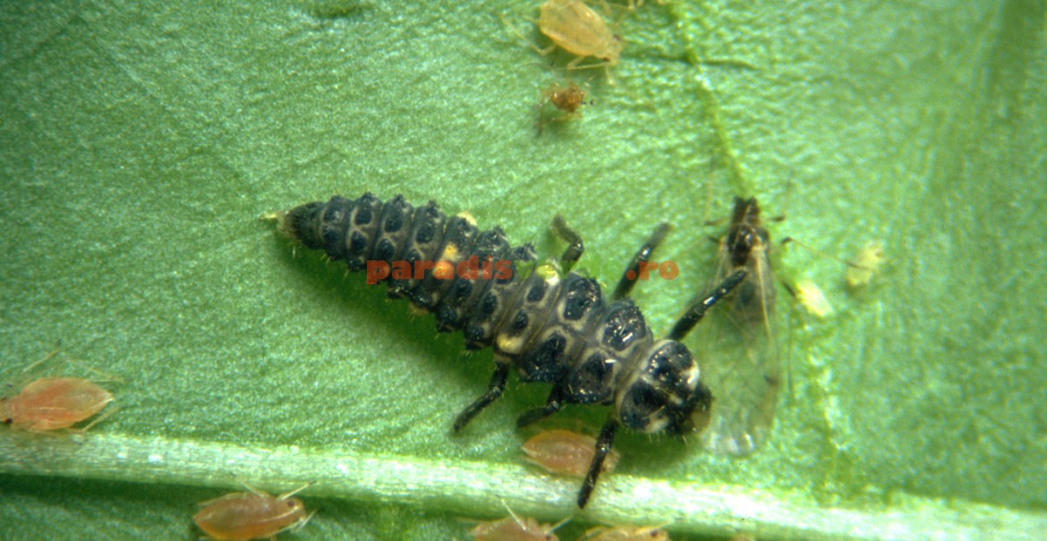 Larva de buburuze atacând afide