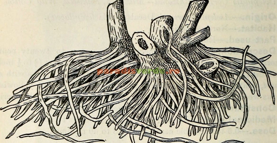 Cum arătă rădăcinile de nalbă-mare