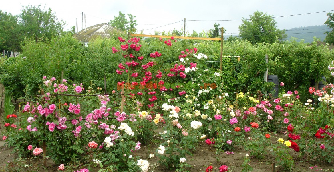 Grădină tânără de trandafiri