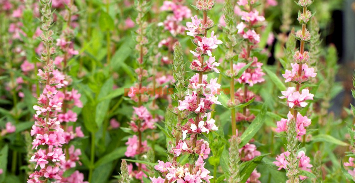 Дербенник blush. Дербенник иволистный blush. Дербенник бланш иволистный. Дербенник иволистный blush. Дербенник blush.